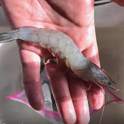 A Pacific white shrimp held in an open hand