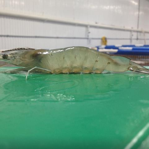 A shrimp resting on a green board in the grow-out barn