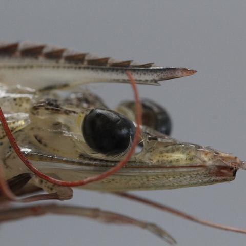 Close-up of a shrimp's head and eyes