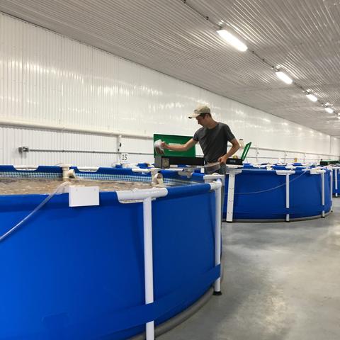 Blue above-ground pool tanks inside the shrimp barn