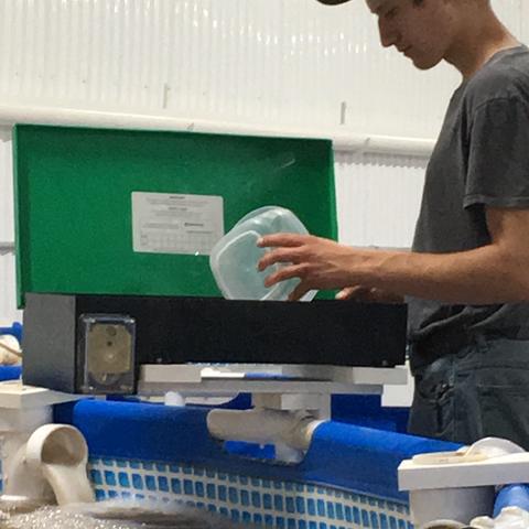 Checking equipment beside one of the shrimp tanks