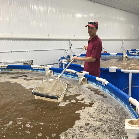 Netting shrimp from a tank
