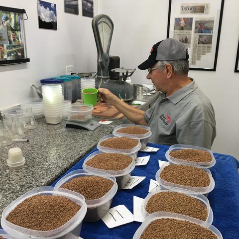 Measuring out shrimp feed into trays