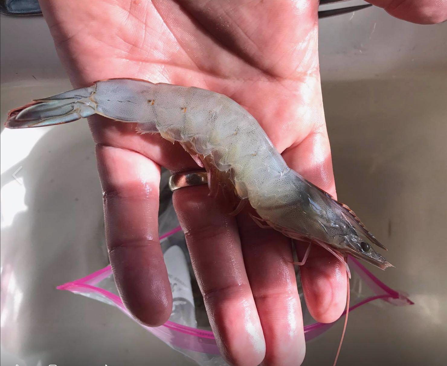 A Pacific white shrimp held in an open hand