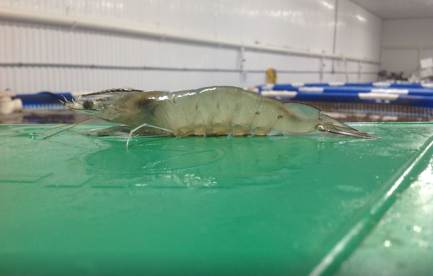 A shrimp resting on a green board in the grow-out barn